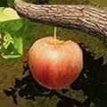 大连打滚子电脑版下载